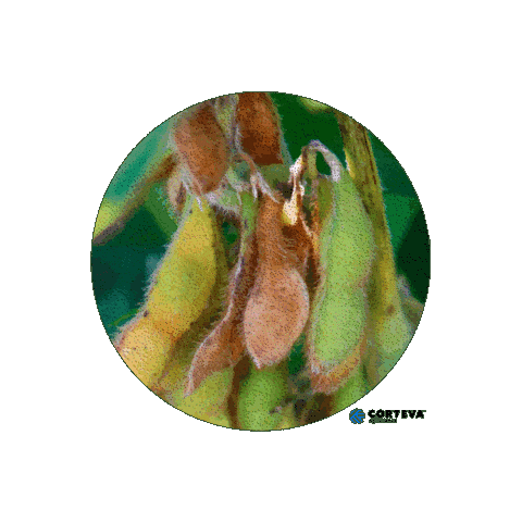 Fungicidacorteva Sticker by Corteva Brasil