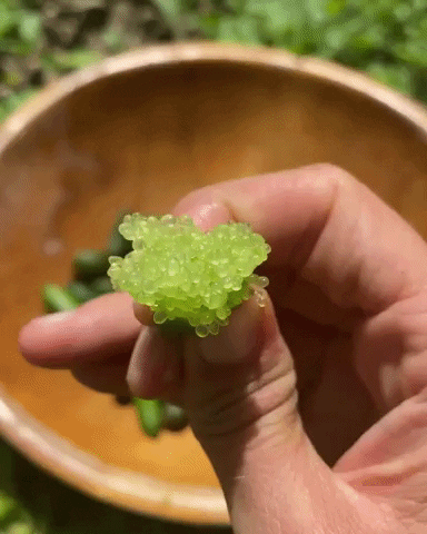 Finger Lime GIF by Miami Fruit