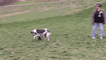 dog toy running GIF by Nebraska Humane Society 