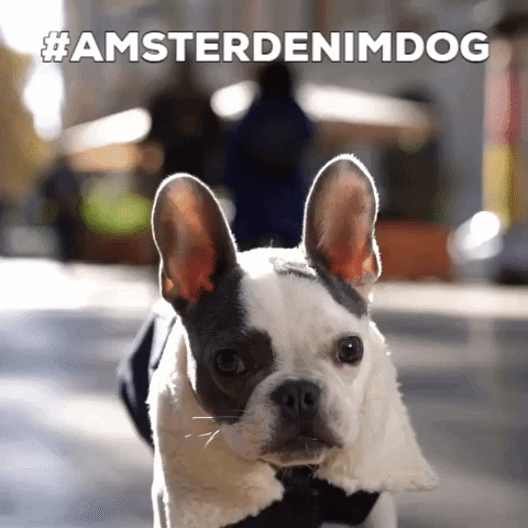 French Bulldog Dog GIF by Amsterdenim