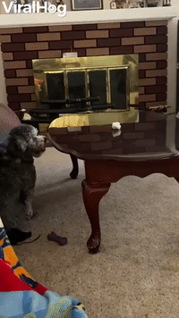 Doggy Pounces Onto Table for Paper Ball