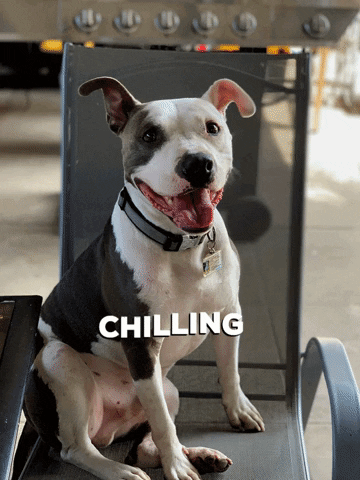 Dog GIF