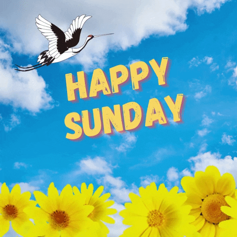 Digital illustration gif. White and black stork bobs in the air with wings outstretched over a field of yellow sunflowers against a blue cloudy sky. Text, "Happy Sunday."