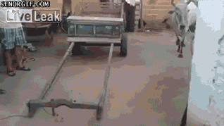 pun GIF by Cheezburger