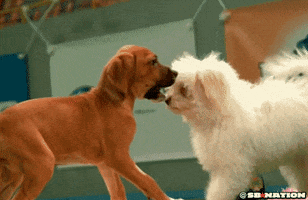 dogs playing GIF by SB Nation