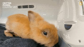 National Geographic Vet GIF by Nat Geo Wild