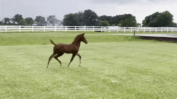 Equine Athlete Pro GIFs on GIPHY - Be Animated