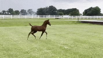 Equineathletepro GIF by Equine Athlete Veterinary Services