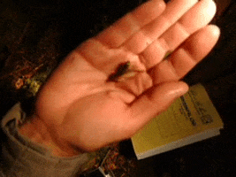 Jumpingslugs Biodiversity Mollusks Weirdspecies GIF