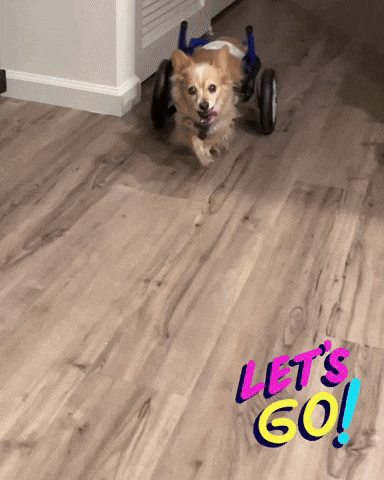 Lets Go Zoomies GIF