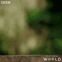 jump hello GIF by BBC Earth