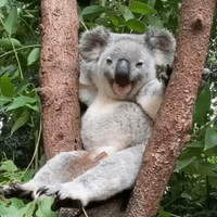 'Hey Sleepy Head': Adorable Koala Yawns and Chills in Tree