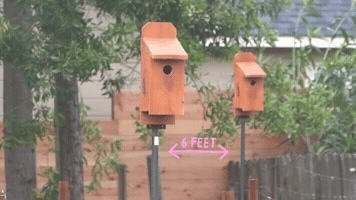 Bluebirds GIF