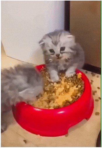 Cat GIF