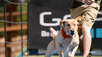 Dog Jumping GIF by Outside TV