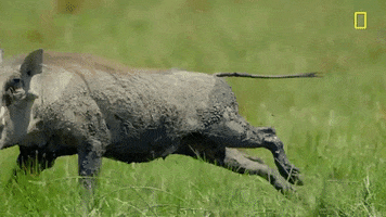 Nat Geo Savage Kingdom GIF by National Geographic Channel