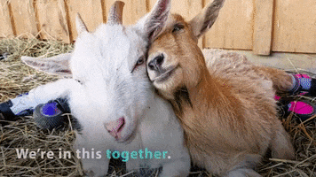 In This Together Corona GIF by Goats of Anarchy