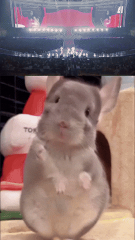Signal Sue GIF