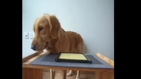 Golden Retriever Yes GIF by WoofWaggers