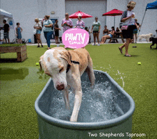 Fetchsocial two shepherds taproom GIF