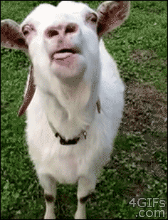 Tongue Goat GIF - Find & Share on GIPHY