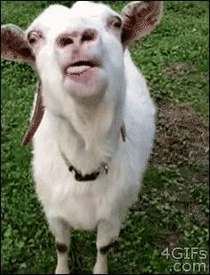 giphy.gif?cid=4d1e4f29682c7a159c040ab6b9204b43dd8256f3f499b9d4&rid=giphy.gif