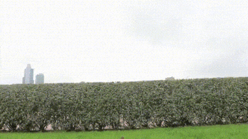 hedge GIF