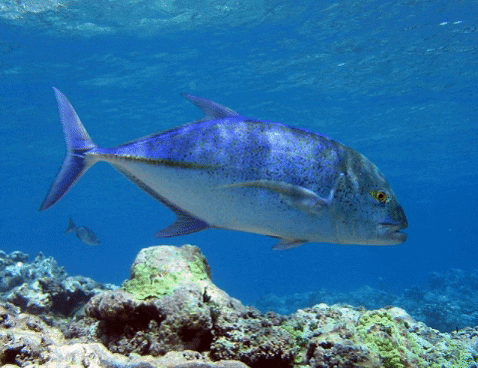 crevalle meaning, definitions, synonyms