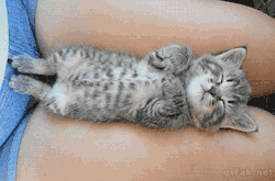 Cute Kitten GIF - Find & Share on GIPHY