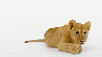 Lion Cub What GIF by TELUS
