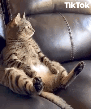 Sitting Down Fat Cat GIF by TikTok - Find & Share on GIPHY