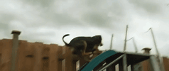 A Dogs Way Home Sony GIF by A Dog's Way HomeVerified account
