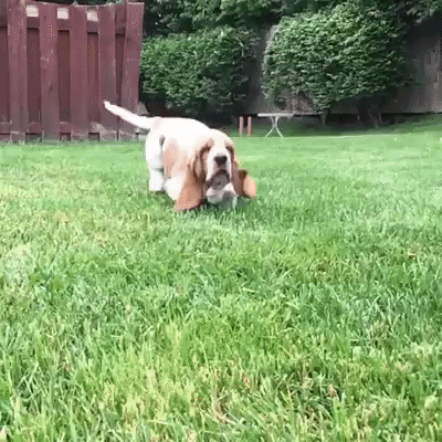 Dog GIF