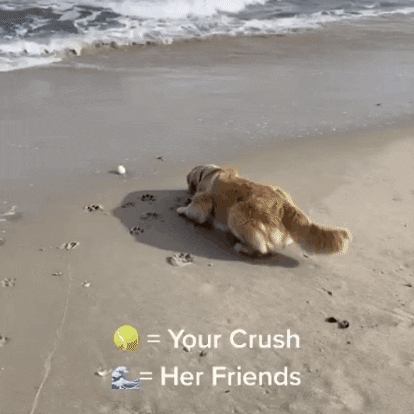 Dogs of Instagram GIF