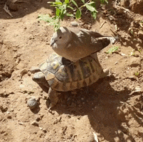200.gif?cid=fc005b086bfb3c80a32692e9c576a64421493fa14270df39&rid=200.gif&ct=g