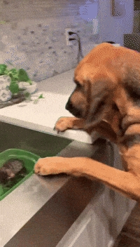 Funny-dog GIFs - Get the best GIF on GIPHY