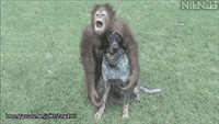 Monkeys Hugging Gifs Get The Best Gif On Giphy monkeys hugging gifs get the best gif