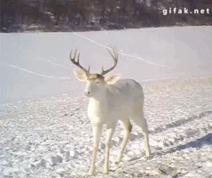 deer wisconsin GIF