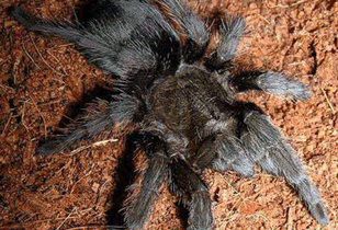 spiders