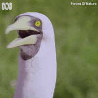 Confused Whats Happening GIF by ABC TV + IVIEW