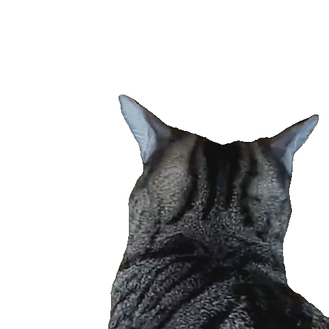 Cats What Sticker
