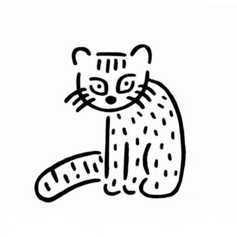 Cat GIF by KEEN Japan