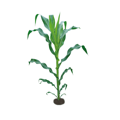 Westfälisch-Lippischer Landwirtschaftsverband e.V. Sticker