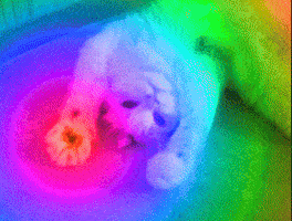 trippy kitty acid lsd high