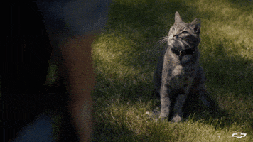 Best Friends Cat GIF by Chevrolet