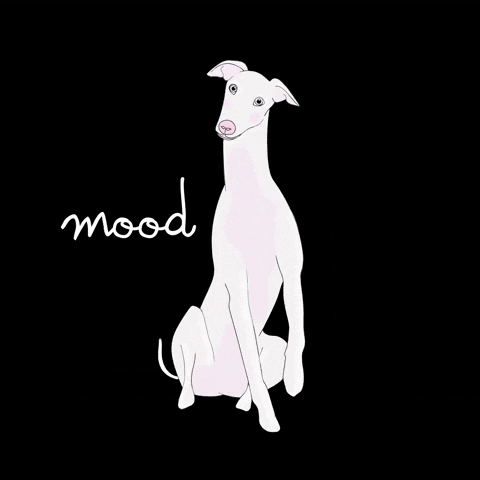 nn_jeaninne white mood nn greyhound GIF
