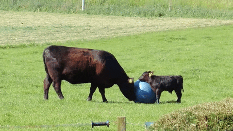  ball play child mother GIF