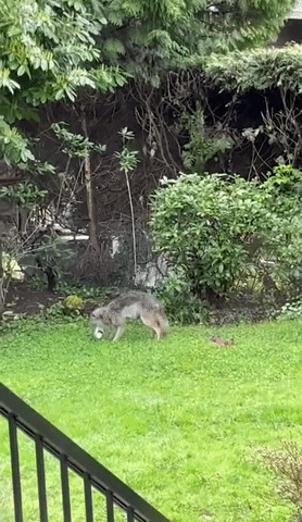 Funny Animals Coyote GIF by Storyful