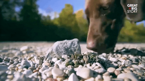 Sniffing The Brave GIF by Great Big Story - Find & Share on GIPHY