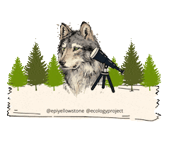 Wolf Wolves Sticker by Ecology Project International